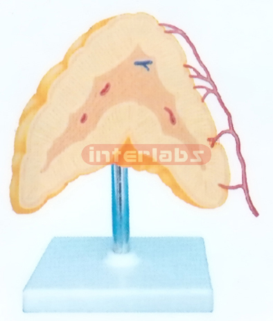 MIDDLE HUMAN ADRENAL GLAND MODEL